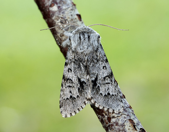 73.042 BF2286 Light Knot Grass Acronicta menyanthidis