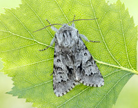 73.042 BF2286 Light Knot Grass Acronicta menyanthidis