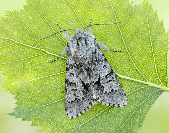 73.042 BF2286 Light Knot Grass Acronicta menyanthidis