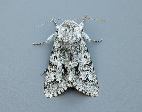 73.042 BF2286 Light Knot Grass Acronicta menyanthidis