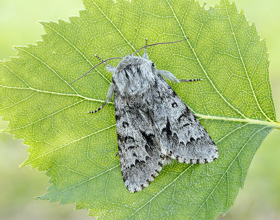 73.042 BF2286 Light Knot Grass Acronicta menyanthidis
