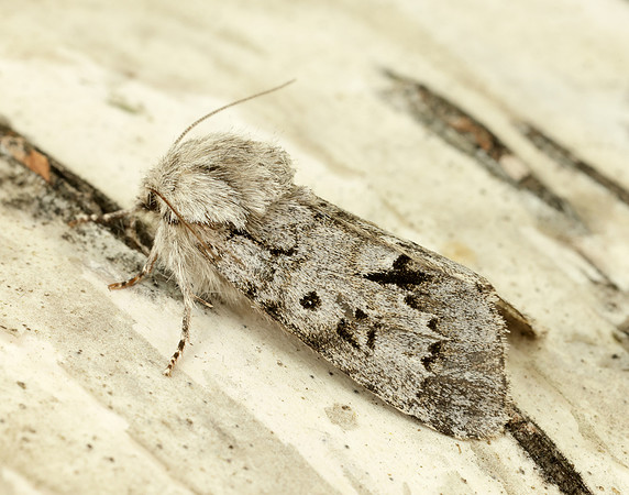 73.042 BF2286 Light Knot Grass Acronicta menyanthidis
