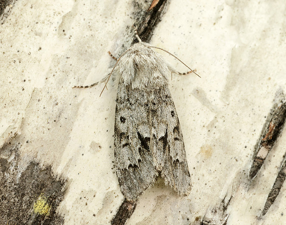 73.042 BF2286 Light Knot Grass Acronicta menyanthidis