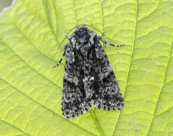 73.045 BF2289 Knot Grass Acronicta rumicis