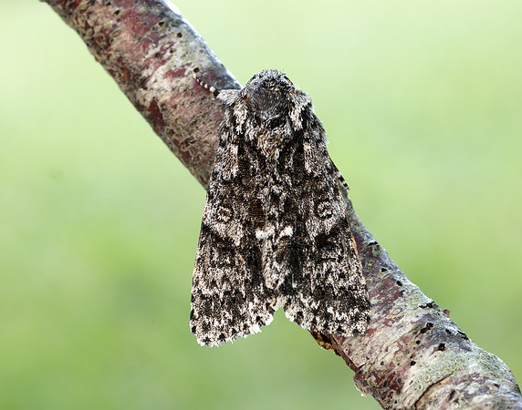 73.045 BF2289 Knot Grass Acronicta rumicis