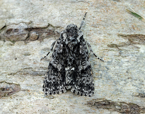 73.045 BF2289 Knot Grass Acronicta rumicis