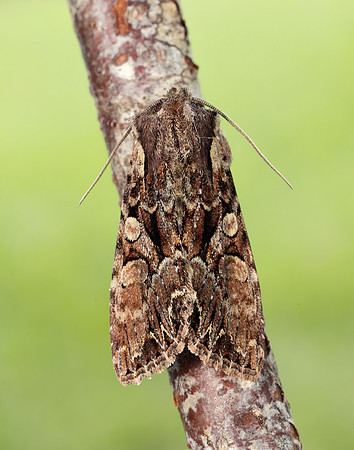 73.264 BF2158 Pale-shouldered Brocade Lacanobia thalassina