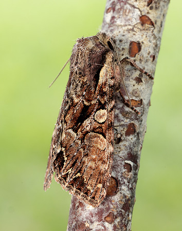 73.264 BF2158 Pale-shouldered Brocade Lacanobia thalassina