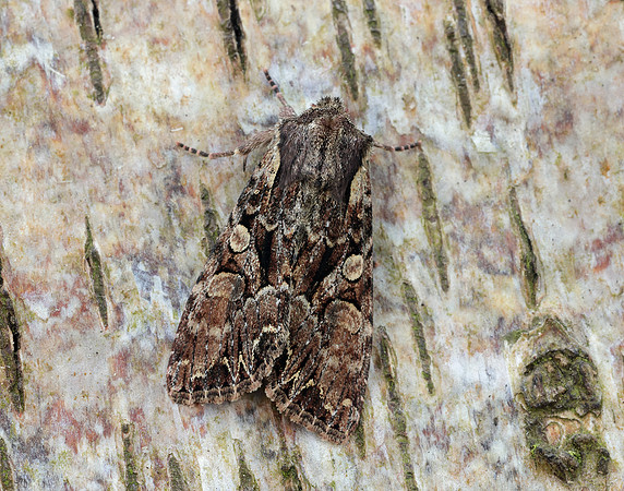 73.264 BF2158 Pale-shouldered Brocade Lacanobia thalassina