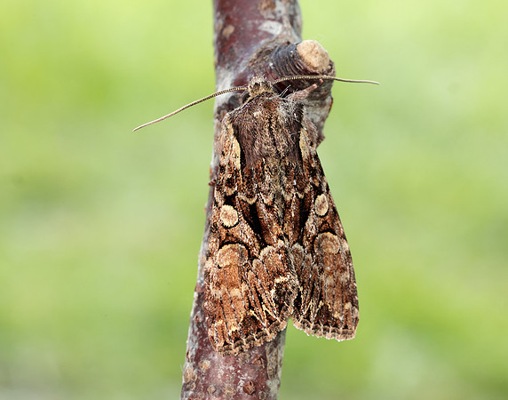 73.264 BF2158 Pale-shouldered Brocade Lacanobia thalassina