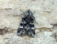 73.272 BF2162 Glaucous Shears Papestra biren