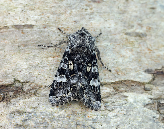 73.272 BF2162 Glaucous Shears Papestra biren