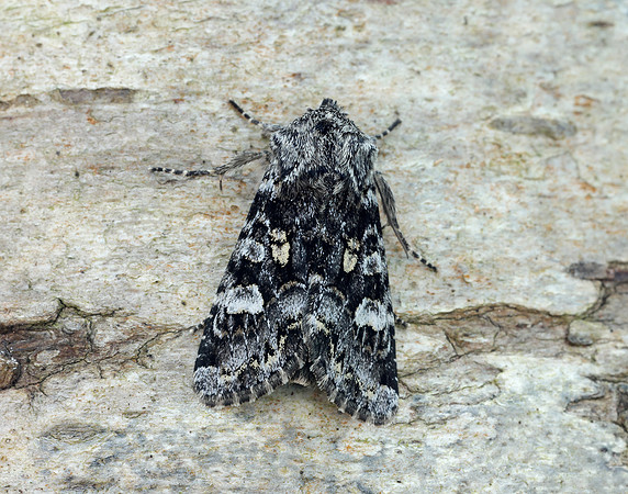 73.272 BF2162 Glaucous Shears Papestra biren