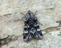 73.272 BF2162 Glaucous Shears Papestra biren