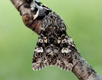 73.272 BF2162 Glaucous Shears Papestra biren