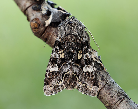 73.272 BF2162 Glaucous Shears Papestra biren