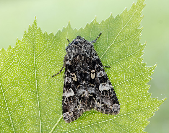 73.272 BF2162 Glaucous Shears Papestra biren