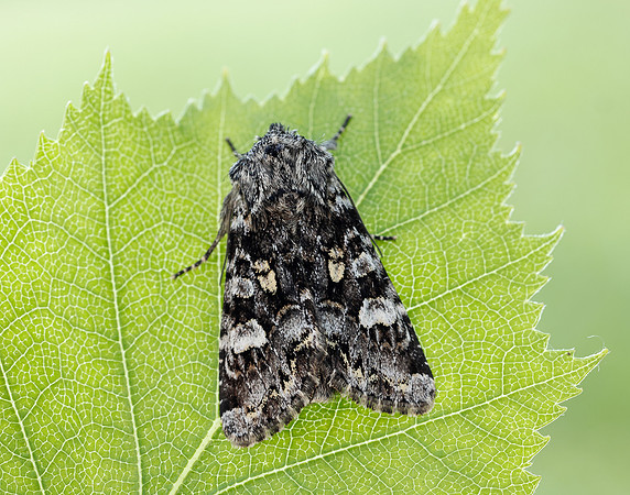 73.272 BF2162 Glaucous Shears Papestra biren