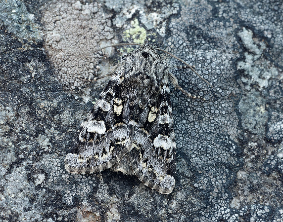 73.272 BF2162 Glaucous Shears Papestra biren