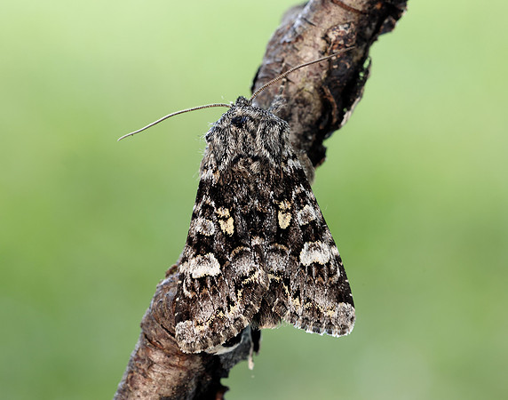 73.272 BF2162 Glaucous Shears Papestra biren