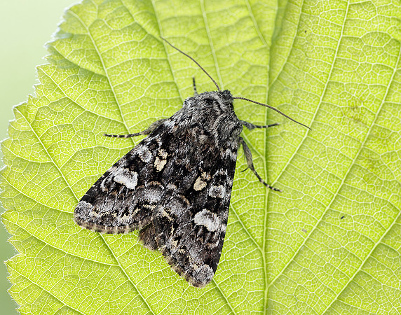 73.272 BF2162 Glaucous Shears Papestra biren