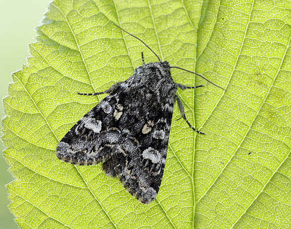 73.272 BF2162 Glaucous Shears Papestra biren