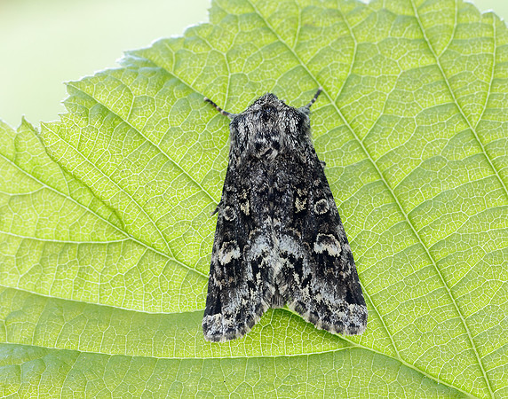 73.272 BF2162 Glaucous Shears Papestra biren