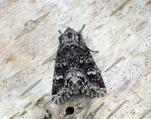 73.272 BF2162 Glaucous Shears Papestra biren