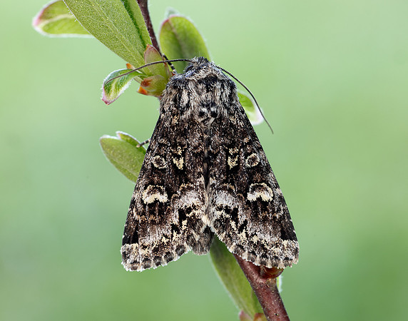 73.272 BF2162 Glaucous Shears Papestra biren