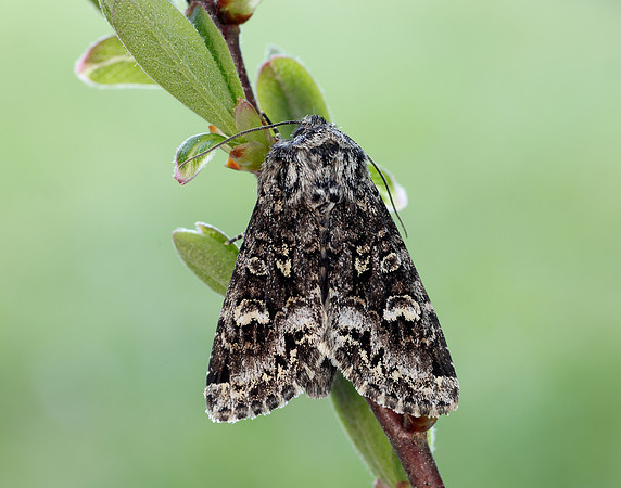 73.272 BF2162 Glaucous Shears Papestra biren