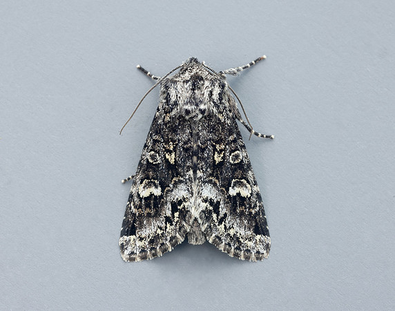 73.272 BF2162 Glaucous Shears Papestra biren