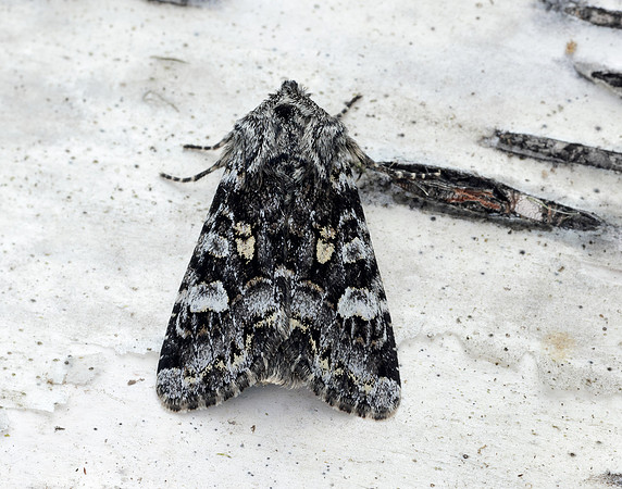 73.272 BF2162 Glaucous Shears Papestra biren
