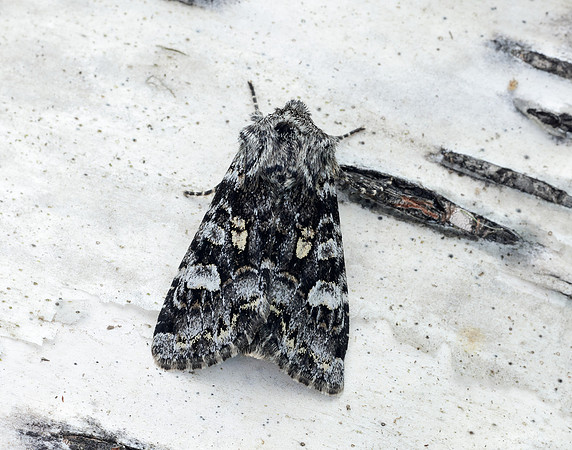 73.272 BF2162 Glaucous Shears Papestra biren