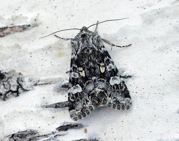 73.272 BF2162 Glaucous Shears Papestra biren
