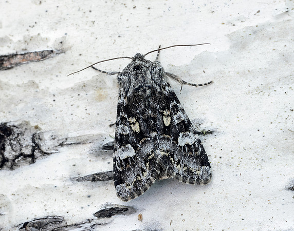 73.272 BF2162 Glaucous Shears Papestra biren