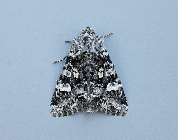73.272 BF2162 Glaucous Shears Papestra biren