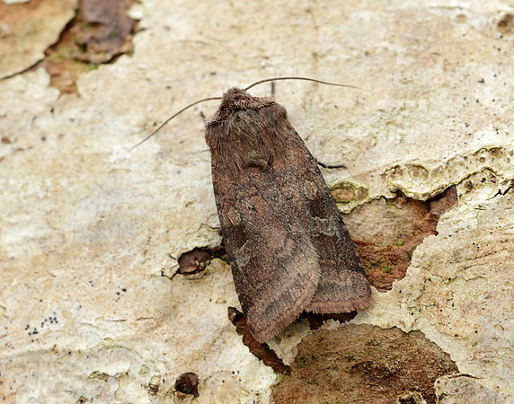 73.334 BF2123 Small Square-spot Diarsia rubi