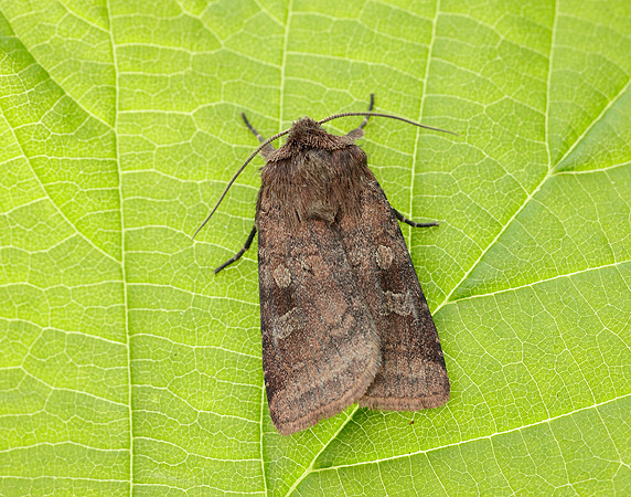73.334 BF2123 Small Square-spot Diarsia rubi