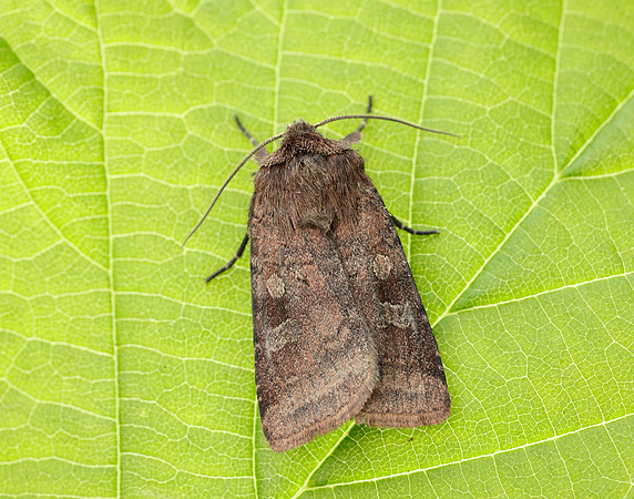 73.334 BF2123 Small Square-spot Diarsia rubi