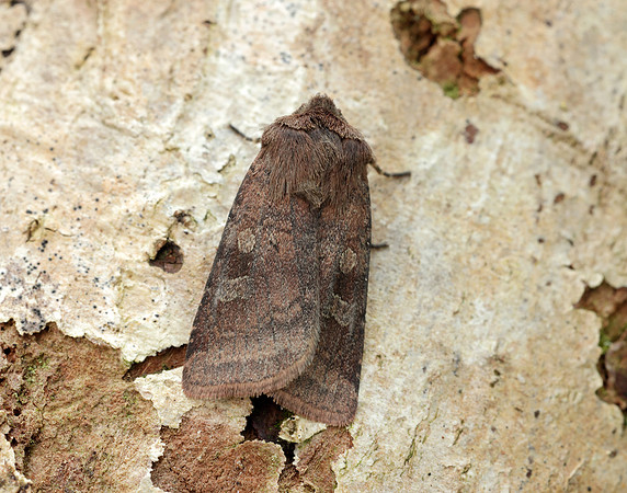 73.334 BF2123 Small Square-spot Diarsia rubi