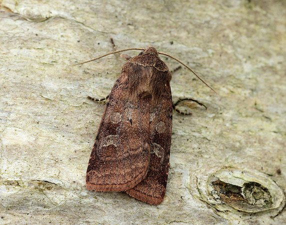73.334 BF2123 Small Square-spot Diarsia rubi