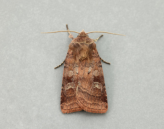 73.334 BF2123 Small Square-spot Diarsia rubi