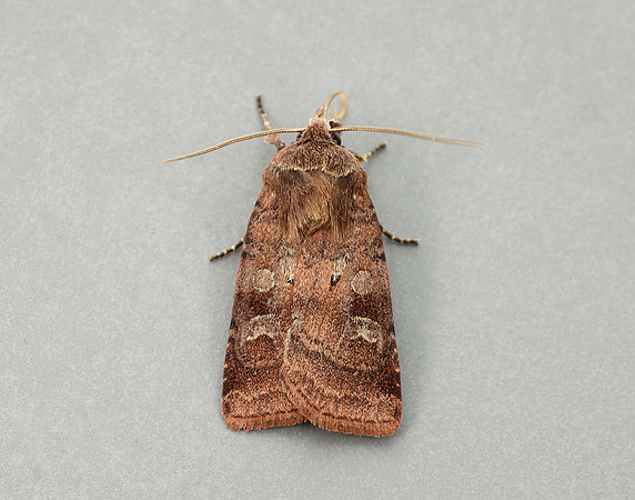 73.334 BF2123 Small Square-spot Diarsia rubi