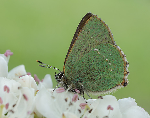 Green Hairstreak Callophrys rubi