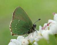 Green Hairstreak Callophrys rubi
