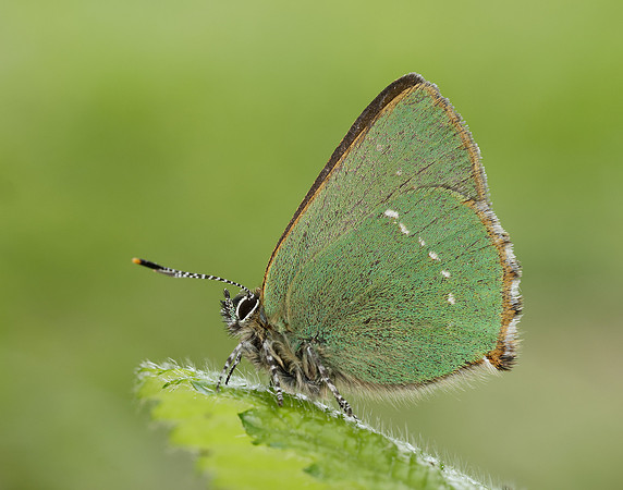 Green Hairstreak Callophrys rubi