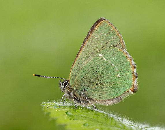 Green Hairstreak Callophrys rubi