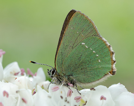 Green Hairstreak Callophrys rubi