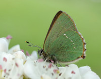 Green Hairstreak Callophrys rubi