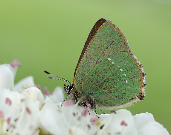 Green Hairstreak Callophrys rubi